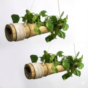 Bamboo Hanging Planter Pack of 2 with money plants hanging